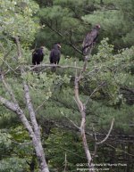 211 Turkey Vulture-130730-18_01.jpg