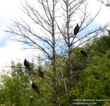 211 Turkey Vulture-130730-25_01.jpg