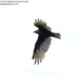 211 Turkey Vulture-130730-29_01.jpg