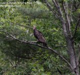 211 Turkey Vulture-130730-43_01.jpg