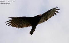211 Turkey Vulture-130730-51_01.jpg 211 Turkey Vulture-130730-51_01.jpg