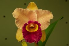 DSC_1042.jpg