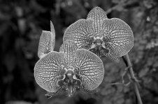 DSC_1039 (1).jpg