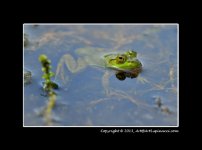 Frog.jpg