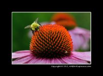 Bee.jpg
