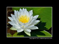 Lily-Pad-flower.jpg