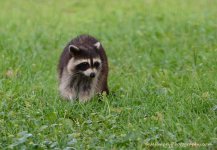 DSC_4483.jpg