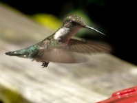 Hbird1.JPG Hbird1.JPG