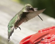 Hbird2.JPG Hbird2.JPG
