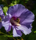 purple bee.jpg