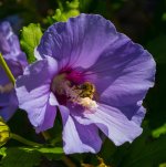 purplebee2.jpg