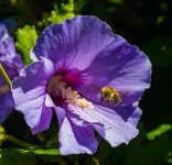 purplebee3.jpg