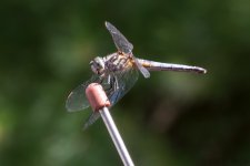 DSC_1941.jpg
