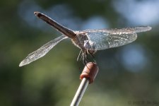 DSC_1943.jpg