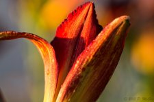 DSC_1899.jpg