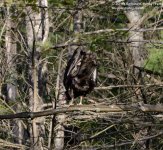212 Turkey Vulture-130731-02_01.jpg