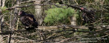 212 Turkey Vulture-130731-04_01.jpg