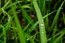 20130731-_1RB8772.jpg