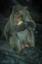 bang_saen-30.jpg