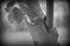 B W 092.jpg