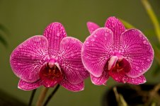 DSC_1053.jpg