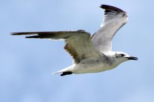 Seagull1.jpg