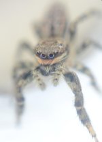 Spider face.jpg