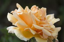 DSC_0150.jpg