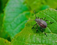 Iddy Biddy Bug.jpg