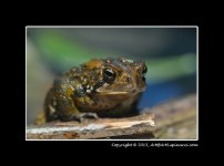 Frog.jpg