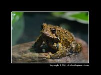 Frog1.jpg