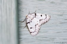 DSC_1951.jpg