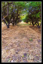 Day213AppleOrchard.jpg