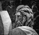 lion-1.jpg