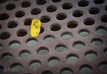 leave-1.jpg