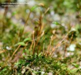 213 Moss-130802-01_01.jpg