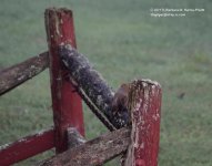 213 Red Squirrel-130802-01_01.jpg