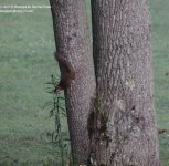 213 Red Squirrel-130802-02_01.jpg