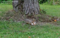 213 Red Squirrel-130802-04_01.jpg