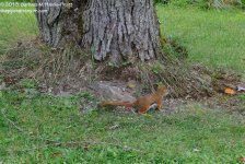 213 Red Squirrel-130802-06_01.jpg