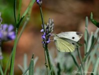 DSC_1181_008.JPG
