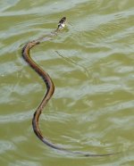 Natrix natrix.jpg