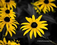 DSC_4419_7154-4.jpg