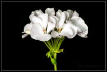 Day214Flower.jpg