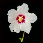 Day215Flower.jpg