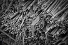 sugarcasne-1.jpg
