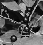214 Black Berries-130803-01_01.jpg