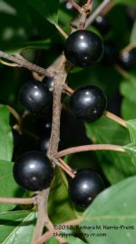 214 Black Berries-130803-03_01.jpg