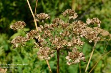 214 Flower Seeds-10803-01_01.jpg