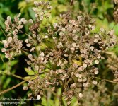 214 Flower Seeds-10803-02_01.jpg